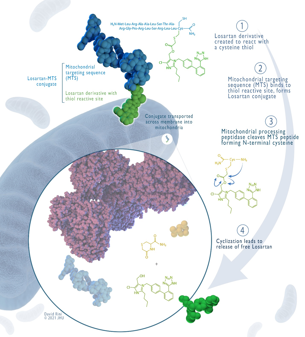 Mitochondrial drug-delivery illustration · David Rini, ©2021 JHU